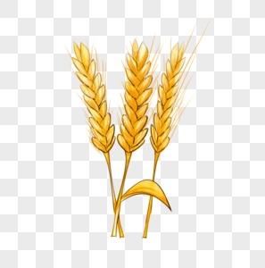 小麦农作物水彩风格图片