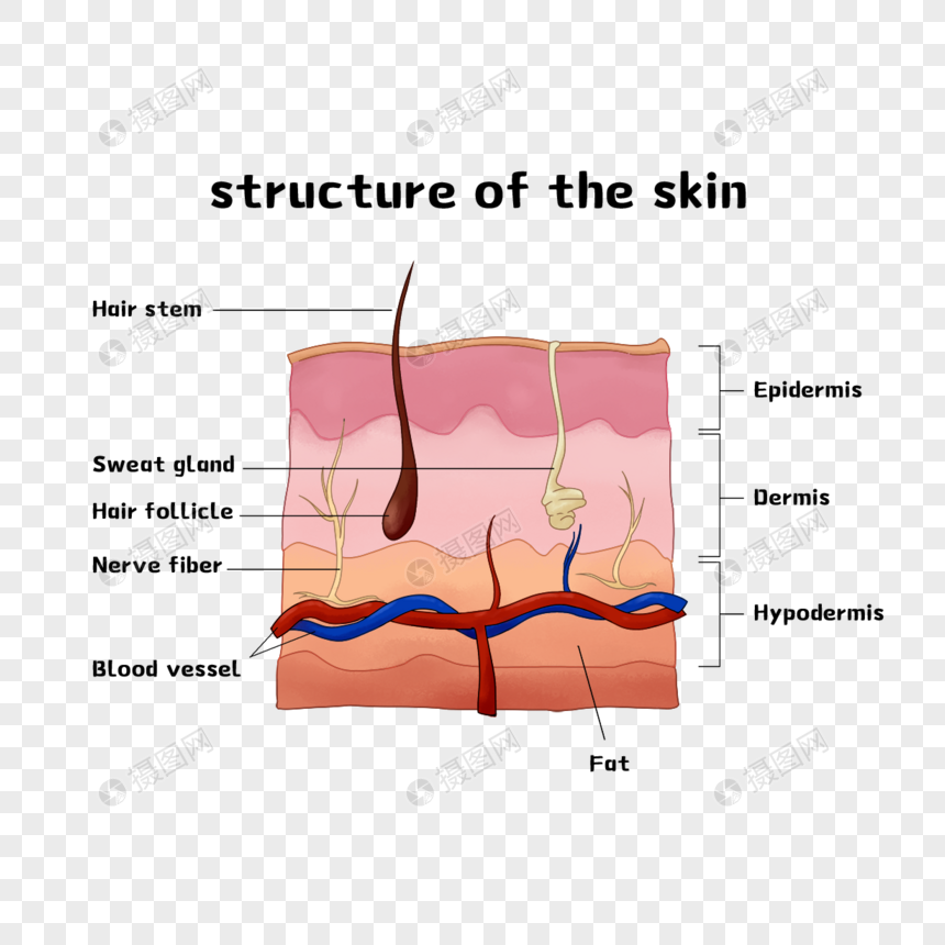皮肤结构模型图片