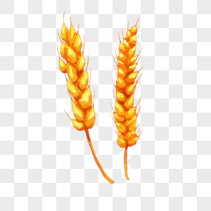 小麦子水彩图片