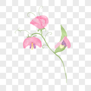 三朵粉色的豌豆花图片