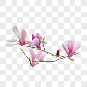 水彩玉兰花花卉粉紫色图片
