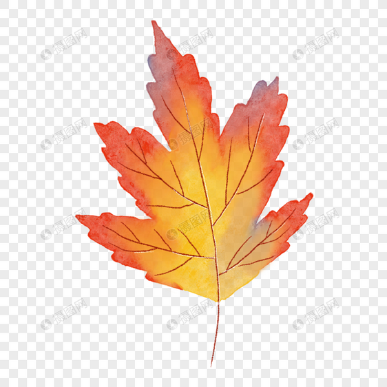 抽象枝叶线条水彩秋季树叶图片