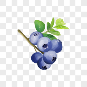 水彩水果食物蓝莓枝叶图片