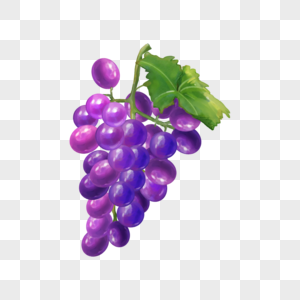 蓝紫色水彩食物水果葡萄图片