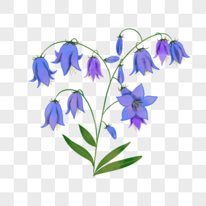 蓝紫色婚礼水彩蓝铃花植物花卉图片