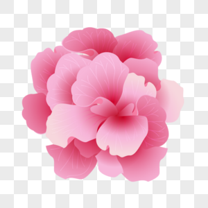 盛开的粉色玫瑰装饰画图片