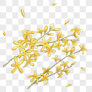 黄色水彩风格迎春花植物图片