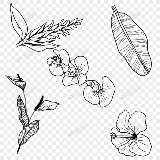 热带植物花卉叶子线稿蝴蝶兰木槿红掌香蕉叶图片