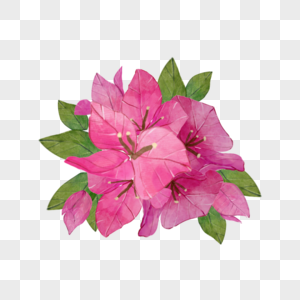 九重葛水彩花卉粉色花簇图片