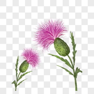 蓟水彩植物花朵粉色图片