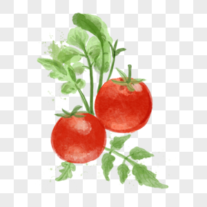 西红柿绿色叶子水彩蔬菜水果图片