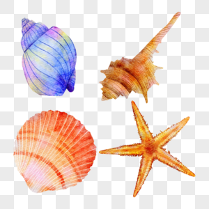 贝壳海螺海星水彩风格图片