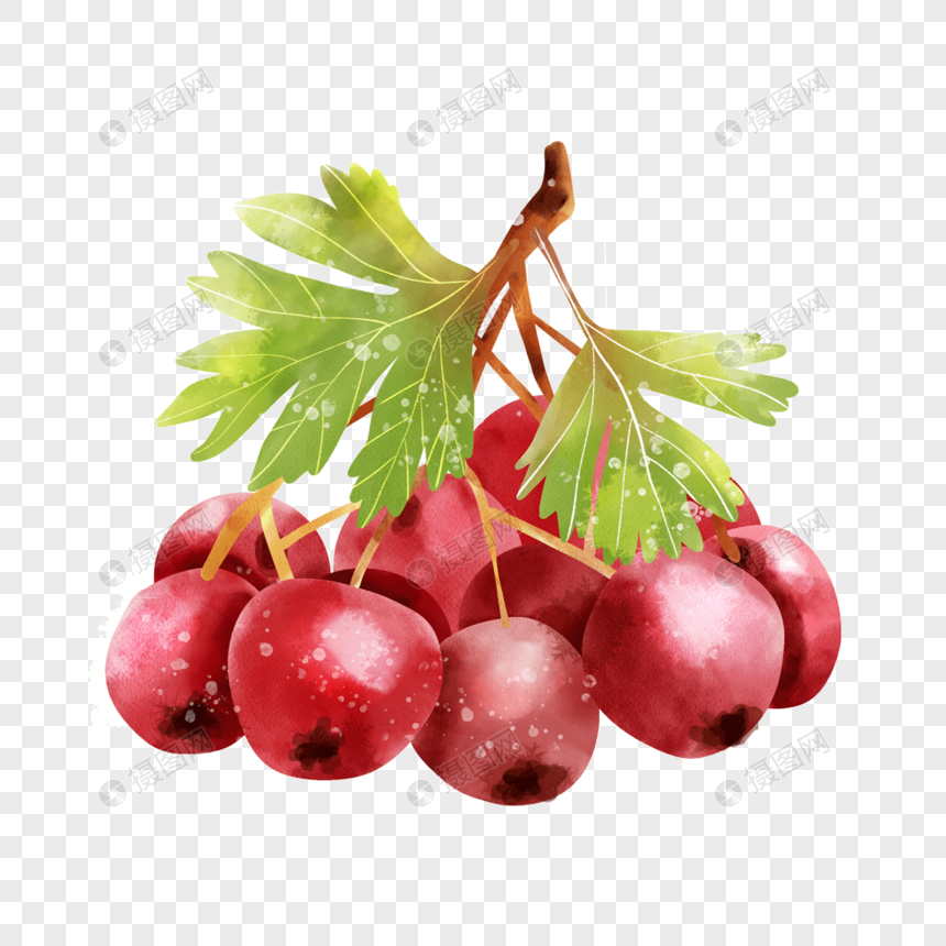 水彩食物水果山楂红色果实图片