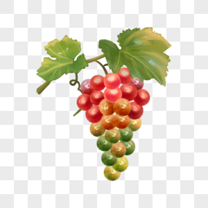 水彩食物水果葡萄红绿相间图片