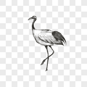 素描仙鹤鸟类黑白线条形象图片