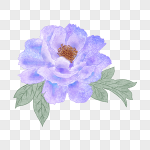 紫色花卉水彩牡丹图片