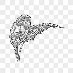 黑色条纹叶子线稿热带植物花卉图片