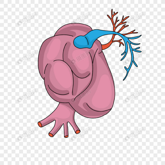 心脏病学完整心脏插画图片