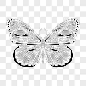 黑白几何线条蝴蝶填色本图片