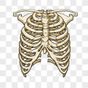 肋骨医学卡通模型图片