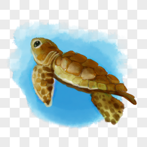 海龟海洋动物水彩图片