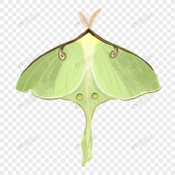 飞蛾波西米亚风格水彩绿色图片