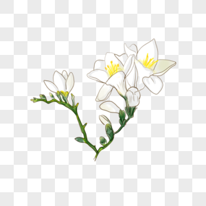 水彩花卉白色苍兰图片