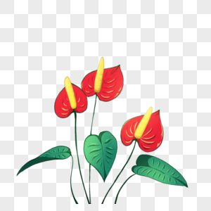 火鹤花金线植物红色高清图片