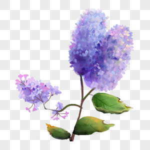 水彩风格紫丁香花枝图片
