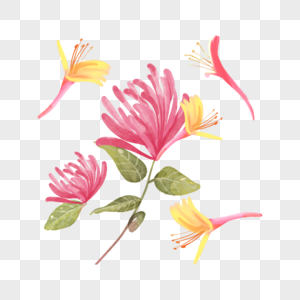 粉色金银花水彩花卉图片