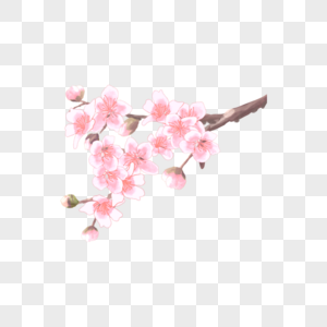 水彩桃花盛开的花卉图片