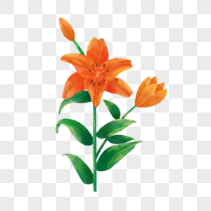 橙色百合花卉水彩绿色植物图片