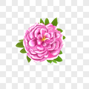 花卉水彩粉色牡丹图片