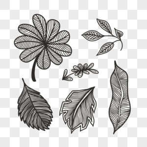 黑白纹理植物叶子图片