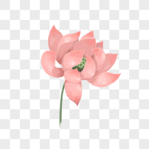 粉色美丽盛开莲花单个图片