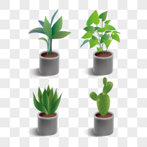 绿色植物室内盆栽组合图片