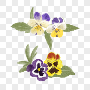 三色堇水彩风格蝴蝶花两束图片