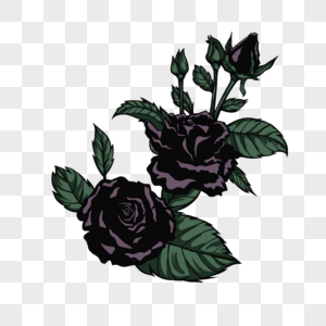 黑玫瑰花带叶植物高清图片