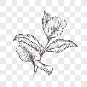 植物树叶素描风格田园线条画草图图案图片