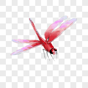 水彩风格红色蜻蜓插画图片