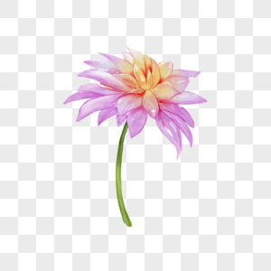 水彩花卉大丽花菊科植物图片