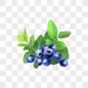 水彩水果食物蓝莓叶子图片