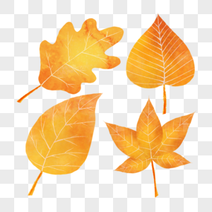 黄色的水彩秋季树叶组合图片