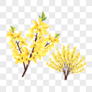 水彩花卉连翘花黄色图片