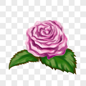 粉红玫瑰水彩图片