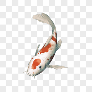 白皮红斑卡通锦鲤图片
