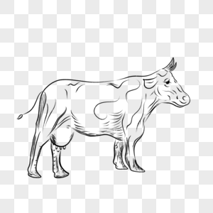 一头母牛的矢量复古插画图片