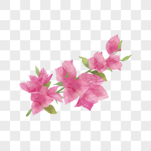 九重葛水彩花卉粉色花枝图片