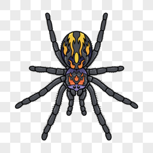 蜘蛛恐怖黑色昆虫图片