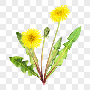 蒲公英水彩植物花卉图片